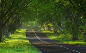 蜿蜒的道路穿過陽光明媚的綠色森林，高大的樹木在頭頂拱起。