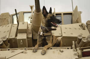 一隻軍用工作犬坐在戰鬥區域的裝甲車上。 — 狗 壁紙