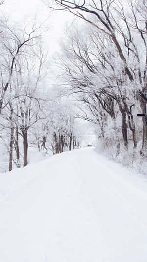 在寂靜的冬季森林中，積雪的道路兩旁是覆蓋著霜的樹木。