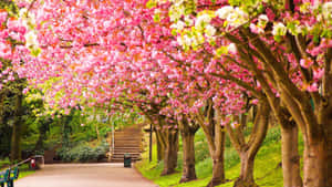 春天公園裡盛開的櫻花樹遮蔭的小徑。