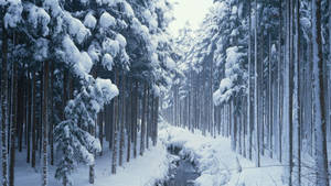 積雪的松樹排列在寂靜冬日森林中一條結冰的溪流旁。