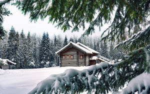冬季森林中被雪覆蓋的小屋和常青樹