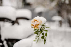 冬日花園中一朵被雪覆蓋的黃玫瑰