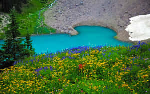 一個被野花和常綠樹環繞的綠松石色山湖。 — 2880x1800 壁紙