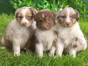 三隻毛茸茸的澳洲牧羊犬幼犬，擁有藍色眼睛，坐在綠色草地上。