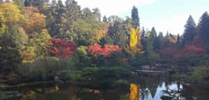 秋樹倒映在日本花園的寧靜池塘中。
