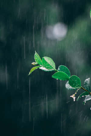 雨林場景中綠色葉子上雨滴的特寫。