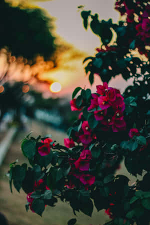 三角梅花朵在日落前，背景是模糊的城市燈光。 — 靚女gif 壁紙