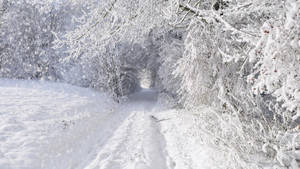 在輕柔的降雪中，白雪覆蓋了一條由結霜樹木構成的森林小徑。