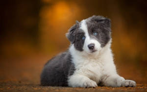 一隻年輕的邊境牧羊犬幼犬，擁有引人注目的藍色眼睛和灰白色毛髮，在秋葉上休息。 — 狗 壁紙