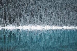 白雪覆蓋的松林倒映在寧靜的藍色湖泊中