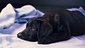 黑色拉布拉多幼犬在藍色毯子上休息