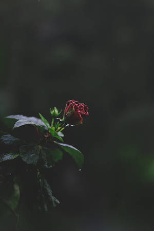 在黑暗的森林環境中，一朵低垂的紅色木芙蓉花，葉子濕潤。 — 花卉 iPhone 壁紙