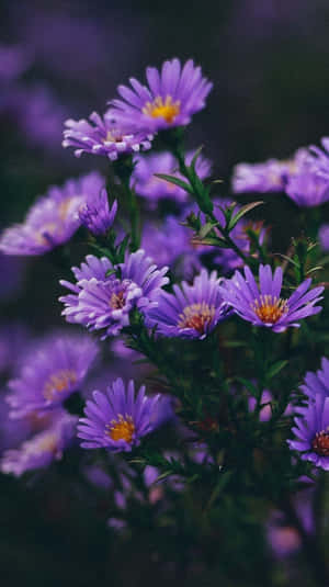 黃色花心的紫色紫菀花，在柔焦中於花園綻放。 — 紫色花朵 壁紙