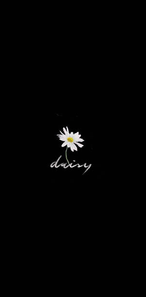 一朵白色雛菊，黃色花心，黑色背景上帶有手寫文字 daisy。 — 極簡美學 壁紙