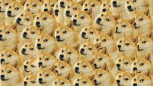 重複柴犬臉部圖案的壁紙，眼睛大而圓，頭部傾斜。