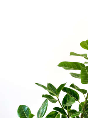 白色背景上的綠色無花果樹葉，適合簡約裝飾。 — 3:4 壁紙