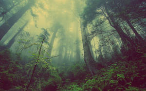 迷霧森林，高聳樹木，陽光穿過樹冠。