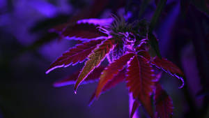 紫色燈光下的大麻植物特寫，帶有紅色葉子和毛茸茸的花蕾。