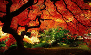 一棵充滿活力的秋楓，紅葉在寧靜的花園上投下陰影。