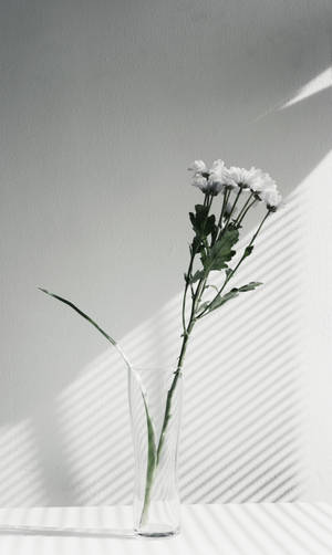玻璃花瓶中的白色雛菊在牆上形成強烈的陰影圖案。 — 極簡美學 壁紙