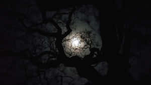 月光穿過光禿禿的樹枝，灑落在漆黑的夜空中。