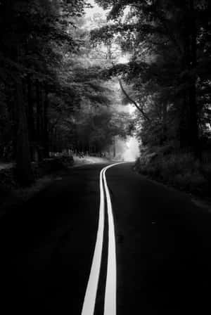 一條蜿蜒的道路穿過森林，前方有霧，以黑白拍攝。