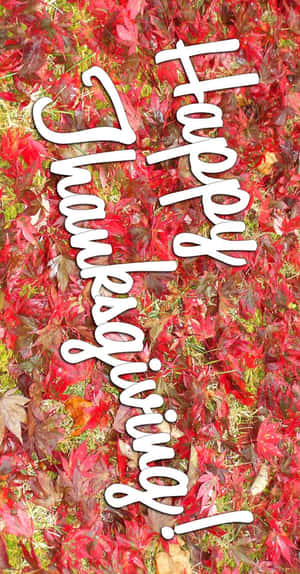 紅色秋葉上的 Happy Thanksgiving 文字