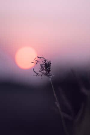 乾草莖在柔和粉紅與橙色夕陽天空的襯托下 — 小米Pad 8 Pro 壁紙