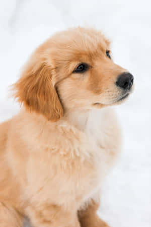 毛茸茸的金毛尋回犬幼犬坐在雪地上若有所思地望向一邊