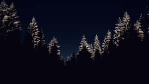 白雪覆蓋的松樹在黑暗的冬夜天空中呈現剪影。