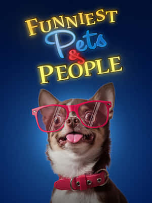 芝娃娃戴粉紅眼鏡和項圈，伸出舌頭，在「Funniest Pets & People」文字下。