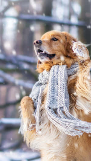 金毛尋回犬戴灰色圍巾在雪景中