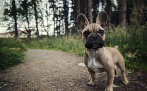 一隻有大耳朵嘅淺黃色法國鬥牛犬企喺森林小徑上。