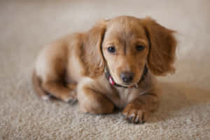 毛茸茸的金色臘腸犬幼犬躺在米色地毯上看著鏡頭