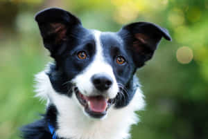 一隻快樂的黑白邊境牧羊犬，眼睛明亮，嘴巴張開，在戶外。 — 黑白 壁紙