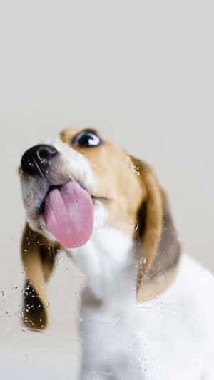 伸舌頭的比格犬透過濕玻璃向上看。 — 小狗 壁紙