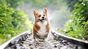 在雨林中的鐵路軌道上微笑的哥基犬。