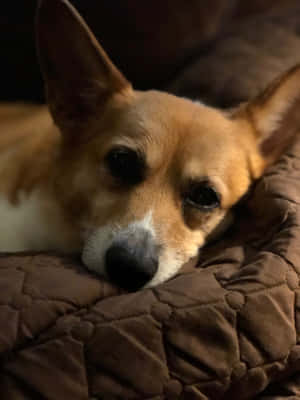 一隻哥基犬在室內將頭擱在棕色絎縫毯子上。 — iPad Pro 13 壁紙