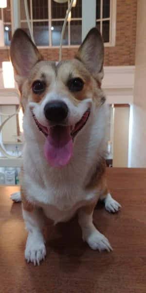 一隻開心的哥基犬伸出舌頭坐在室內木桌上。 — 18:9 壁紙