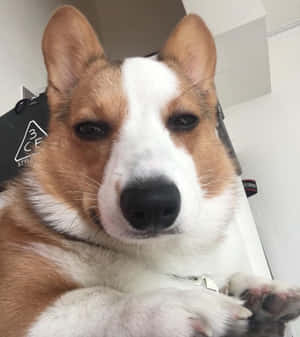 一隻棕白色哥基犬躺著，平靜地看著鏡頭。 — Honor Magic V Flip 2 壁紙