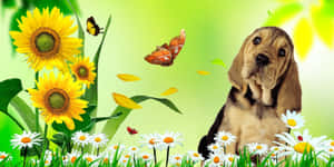 一隻巴吉度獵犬幼犬在向日葵和雛菊田裡，還有蝴蝶。 — 明亮 壁紙