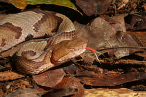 森林地面乾燥樹葉中的銅頭蛇。 — 蛇 壁紙