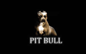 一隻比特犬，帶有發光的白色文字寫著 PIT BULL，背景為黑色。