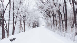 灰色天空下，光禿禿的樹木排列在雪森林小徑兩旁 — 道路 壁紙