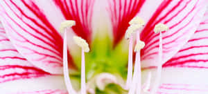 粉紅和白色條紋花朵的特寫，雄蕊可見。 — 日落大道 壁紙
