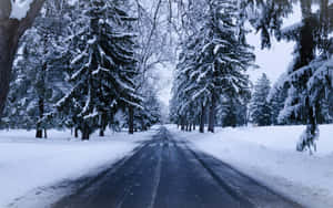 冬日森林中，被雪覆蓋的常綠樹夾道相迎的雪路。 — 道路 壁紙