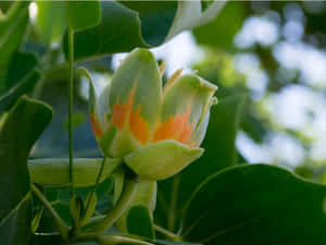 鬱金香樹花蕾，在綠葉中呈現橙色和綠色色調。