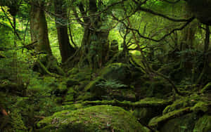 長滿苔蘚的森林地面，有古老的樹木，斑駁的陽光透過樹冠灑落。