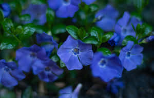 花園中的藍色長春花與綠葉